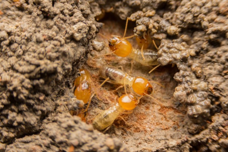 Termites