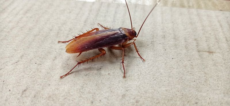 Cockroaches